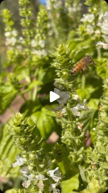 Pollinators & Produce